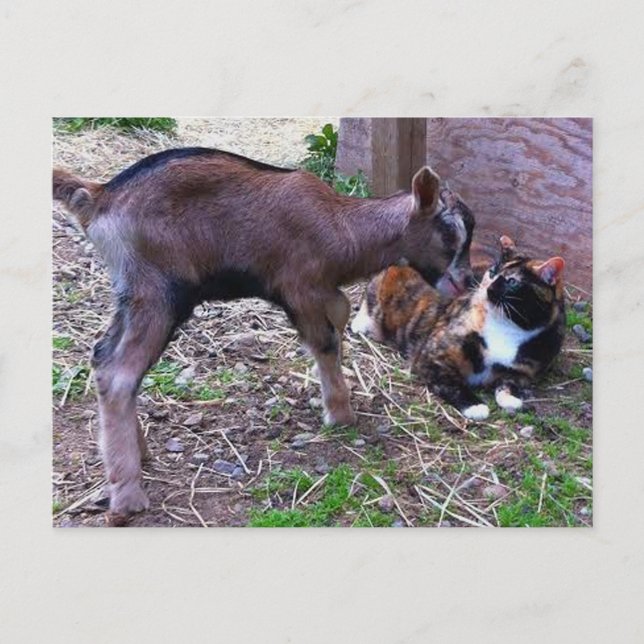 Carte postale Chèvre et chat pour bébé (Devant)