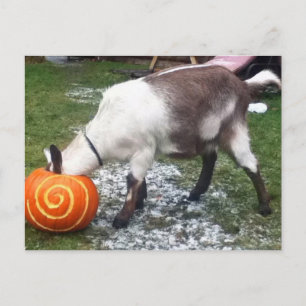 Carte postale chèvre et Citrouille