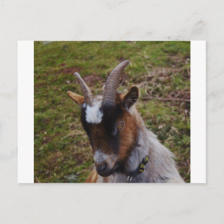 Carte Postale Chèvre mignonne.