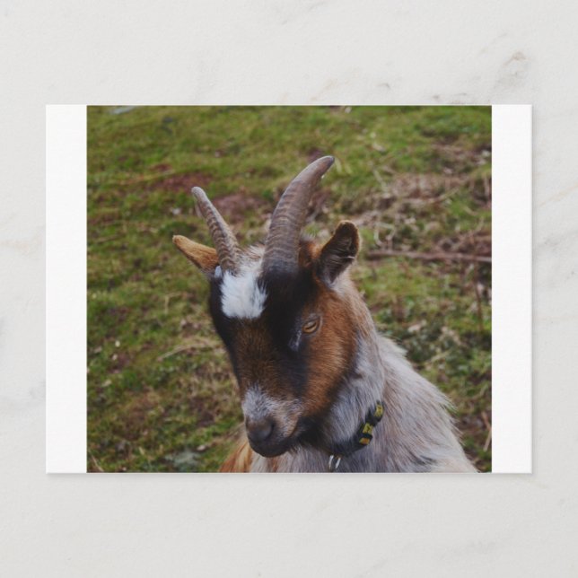 Carte Postale Chèvre mignonne. (Devant)