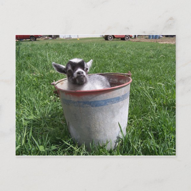 Carte Postale Chèvre miniature dans un seau (Devant)