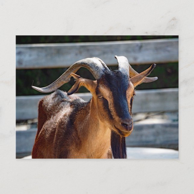 Carte Postale Chèvre Noir Cornes Brown Photo d'animal (Devant)