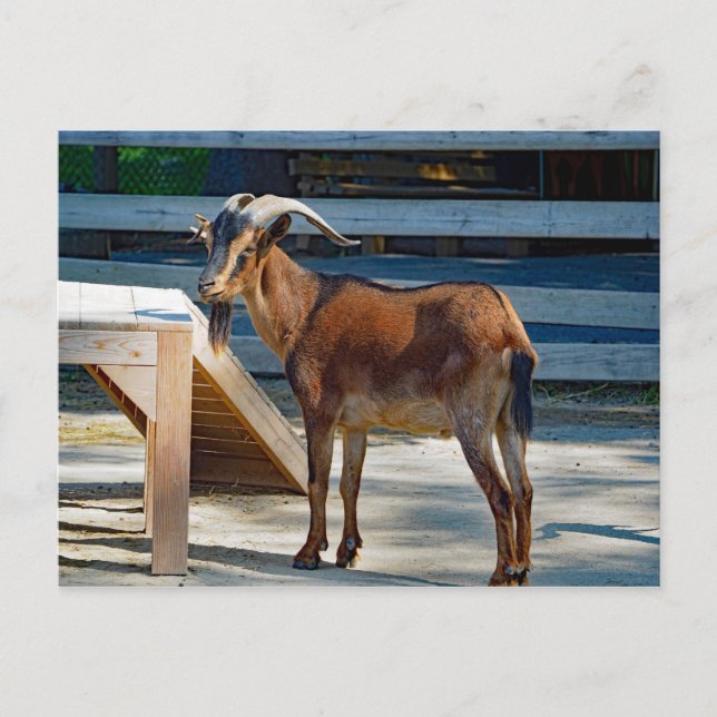 Carte Postale Chèvre Noir Cornes Brown Profil animal Photo (Devant)