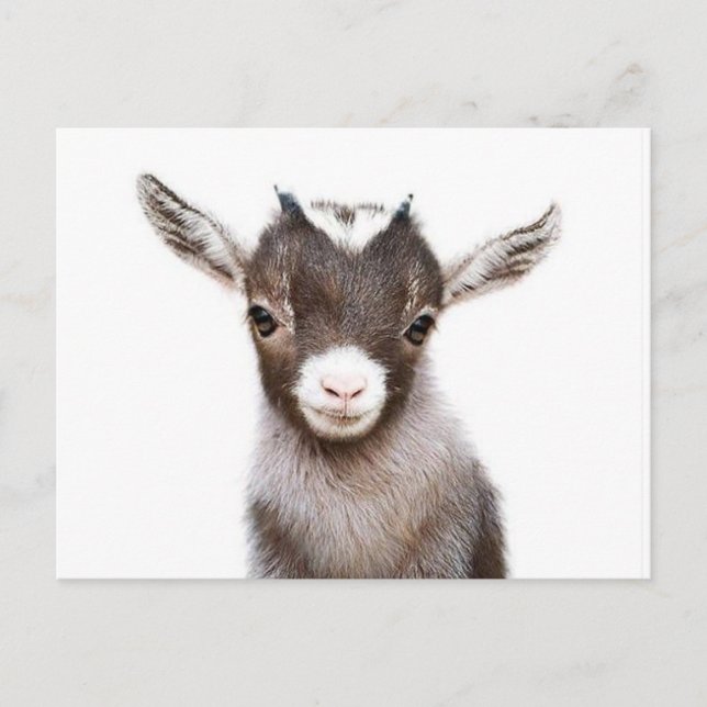 Carte Postale chèvre nourrice (Devant)