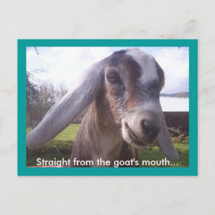 Carte Postale Chèvre nubienne
