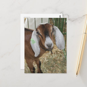 Carte Postale Chèvre Nubienne adorable à la foire du comté