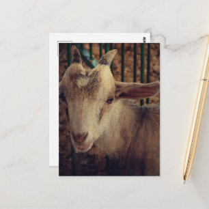 Carte Postale Chevreau à la Foire du Comté