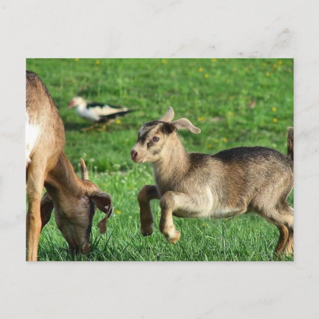 Carte Postale Chevreau joueur (Devant)