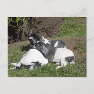 Carte Postale Chevreaux profitant du soleil
