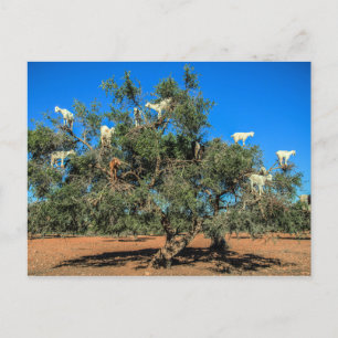 Carte Postale Chèvres amusantes dans les arbres