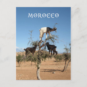 Carte Postale Chèvres amusantes dans un arbre