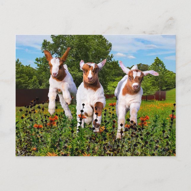 Carte postale "Chèvres bébés" (Devant)