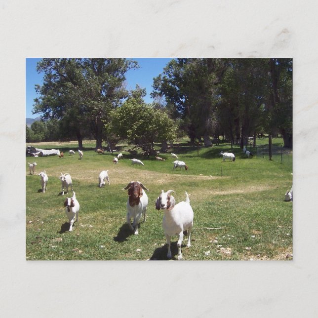 Carte Postale Chèvres curieuses (Devant)