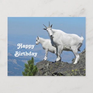 Carte Postale Chèvres de montagne White Faune Photo Anniversaire