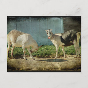 Carte Postale Chèvres laitières