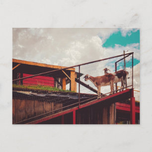 Carte Postale chèvres sur le toit