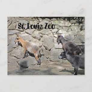 Carte Postale Chèvres sur un mur