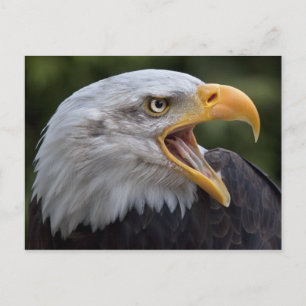 Carte postale Cheyenne