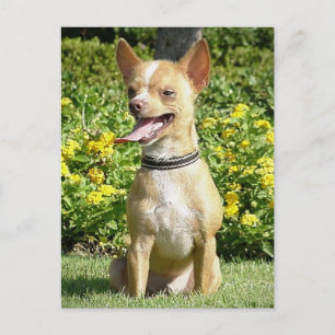 Carte postale Chi Chi