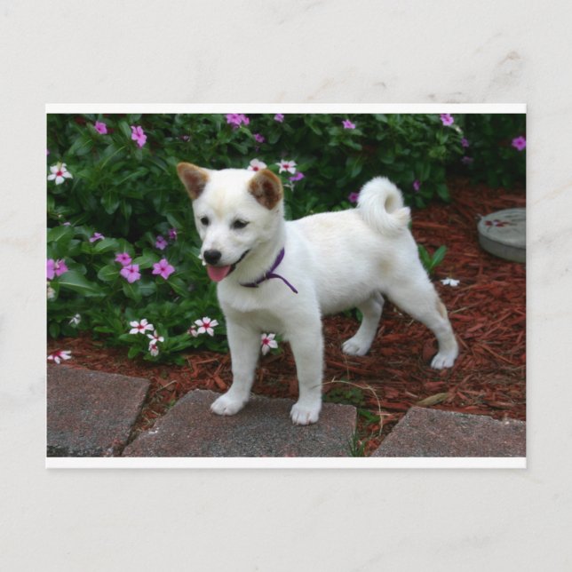 Carte Postale chiba-inu-crème (Devant)