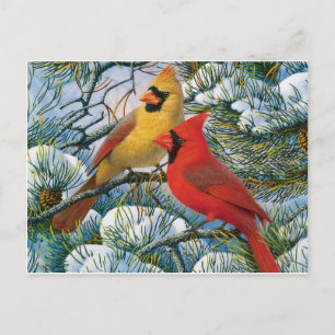 Carte Postale Chic Beau Noël Cardinaux Rouges Et Neige