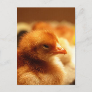 Carte Postale Chick