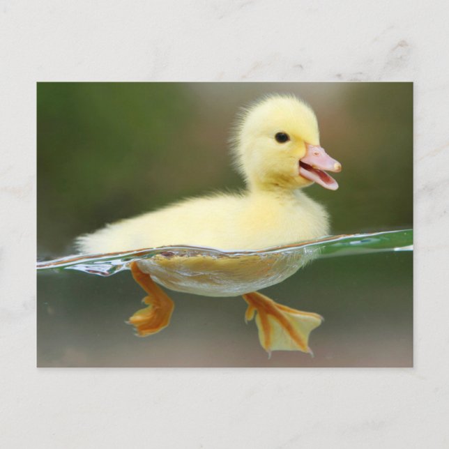 Carte Postale Chick de canard mou (Devant)