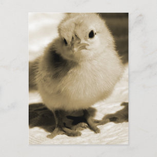 Carte Postale Chick de démarrage