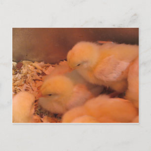 Carte Postale Chick Duo