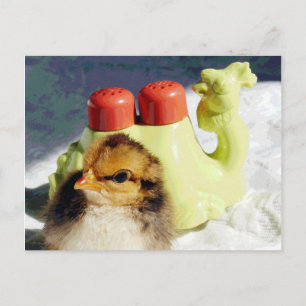 Carte Postale Chick et Camel