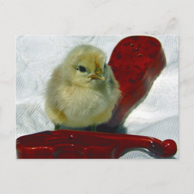 Carte Postale Chick musical (Devant)