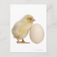 Chick with egg (2 days old)