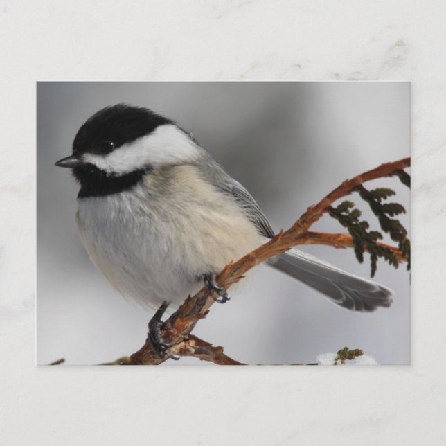 Carte Postale Chickadee (Devant)