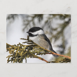 Carte Postale Chickadee_9505