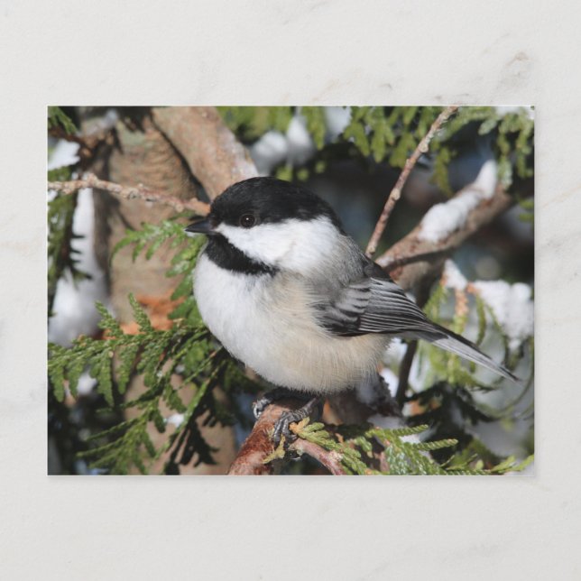 Carte Postale Chickadee_9530 (Devant)