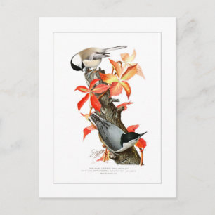Carte Postale Chickadee et Nuthatch