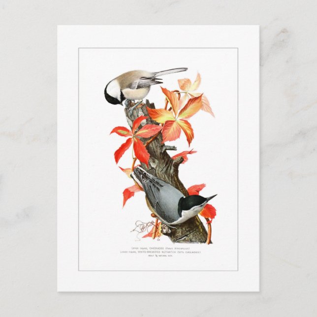 Carte Postale Chickadee et Nuthatch (Devant)