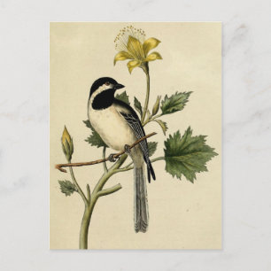 Carte Postale Chickadee long queues