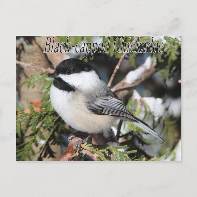 Carte Postale Chickadee noir 9527 (Devant)