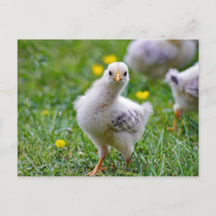 Carte Postale Chicken Baby Chick Photo