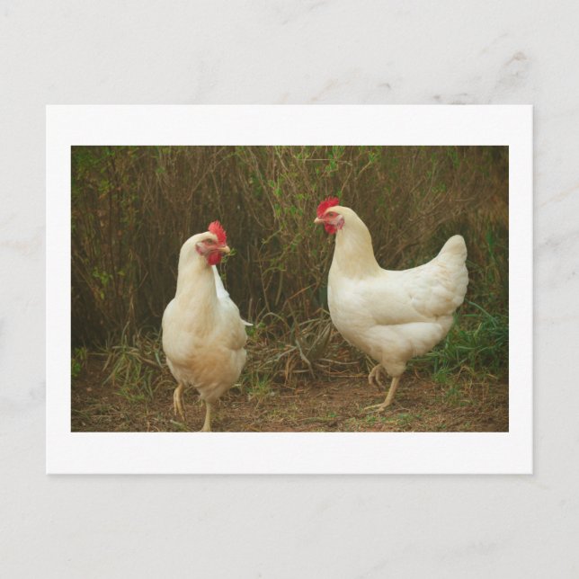 Carte Postale Chicken Funky Hen Hy Line Silver Brown (Devant)
