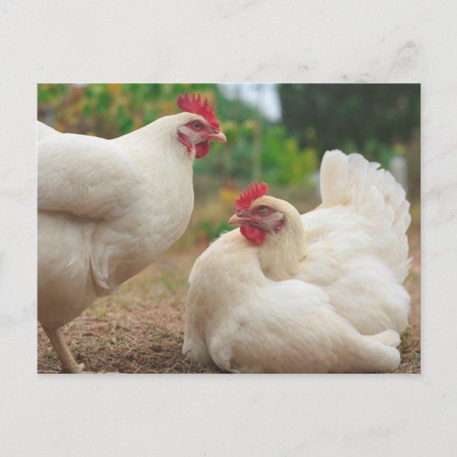 Carte Postale Chicken Funky Hen Hy Line Silver Brown (Devant)