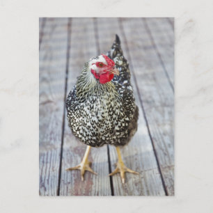 Carte Postale Chicken on deck, Silver Laced Wyandotte