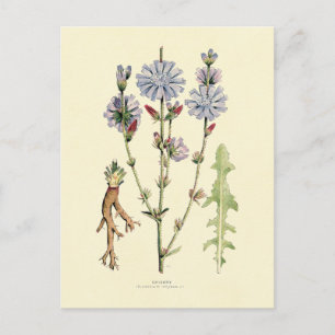 Carte Postale Chicorée