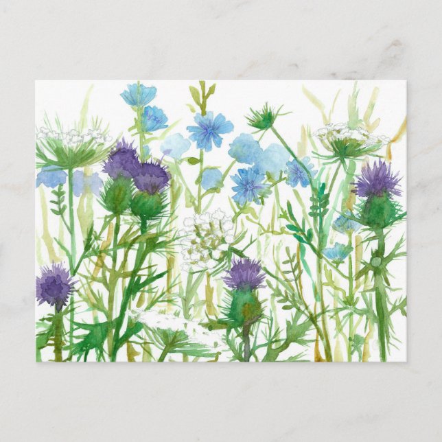Carte Postale Chicory Thistle Queen Annes Lace Fleurs sauvages (Devant)