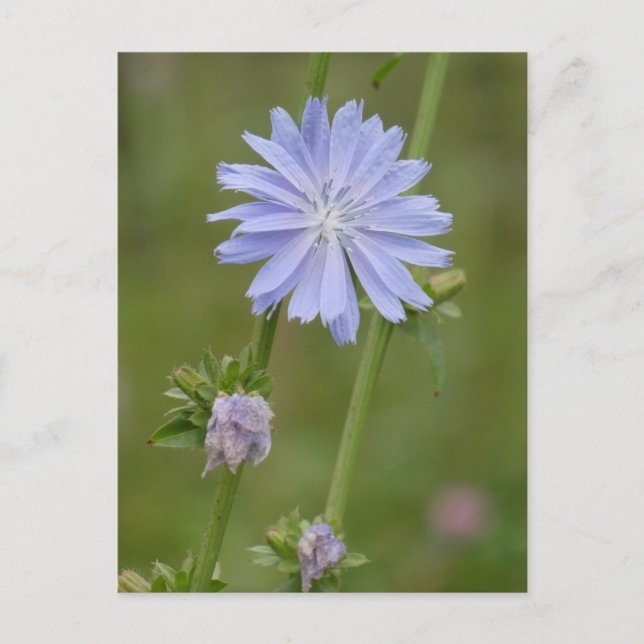 Carte postale Chicory Wild Flower do-it-yourself (Devant)