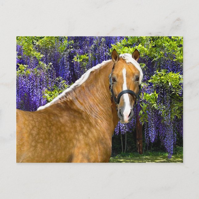 Carte postale "Chieftain" (Devant)