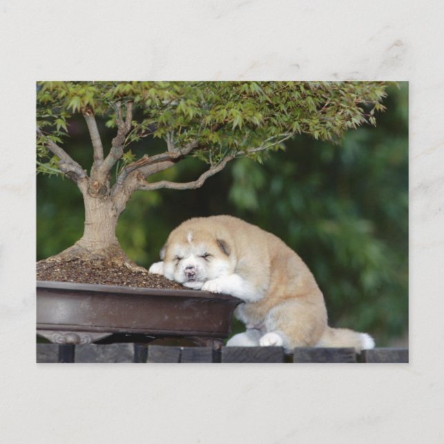 Carte Postale Chien (Devant)