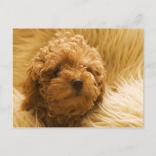 Carte Postale Chien