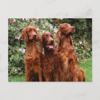 Carte Postale Chien